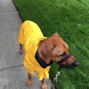 rhodesian ridgeback raincoat