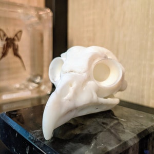 アメリカフクロウの頭蓋骨レプリカ（博物館品質） - Etsy 日本