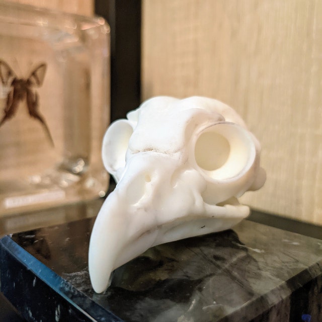 アメリカフクロウの頭蓋骨レプリカ（博物館品質） - Etsy 日本