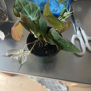 Pamela added a photo of their purchase
