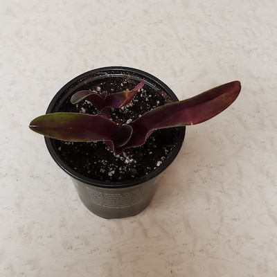 Tradescantia 'Pale Puma' « The Belmont Rooster