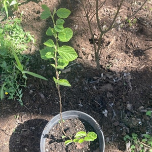 Japanese Flowering Quince 'cameo' Chaenomeles X Superba Live Plant