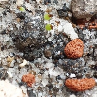 10 Seeds Echeveria Strictiflora V. Nova Seed Rare Succulent - Etsy