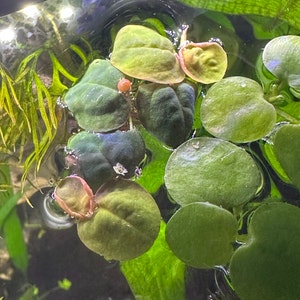 Caitlin hat ein Foto des gekauften Artikels hinzugefügt