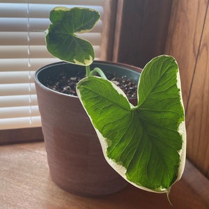 Mickey Mouse Elephant Ear Xanthosoma Sagittifolium Bulb | Etsy