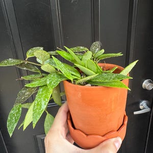 Leah added a photo of their purchase