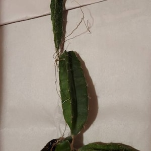 L ha añadido una foto de su compra