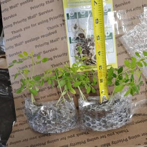 daddyOs added a photo of their purchase