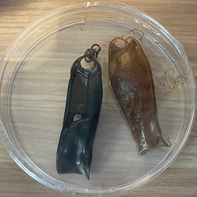 Sussex Wildlife Trust - Identity mermaids purses with this wonderful guide  from The Shark Trust You can also record any egg cases you find, to help  our understanding of sharks in Sussex.