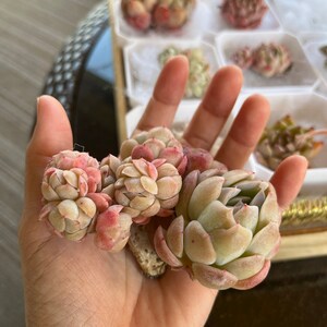 Joy ha añadido una foto de su compra