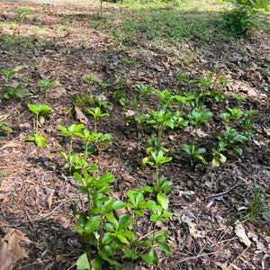 Reuben adicionaram uma foto da sua compra