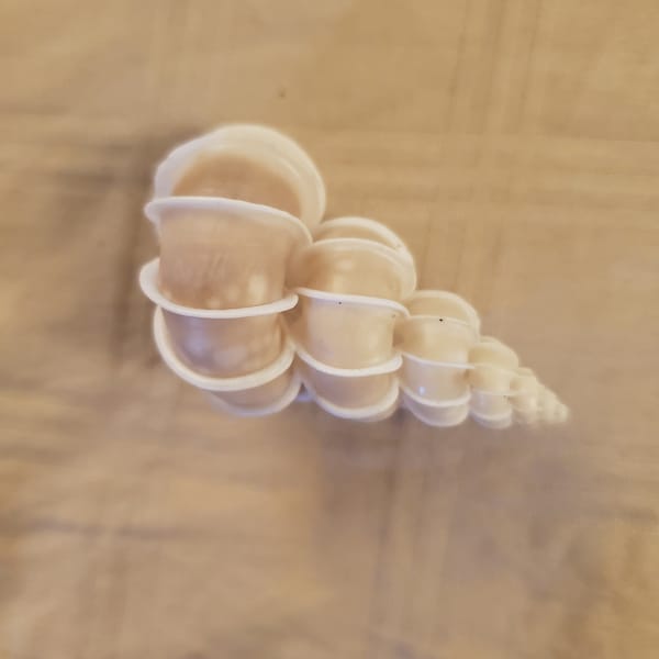 Precious Wentletrap~epitonium Scalare Shell (approx. 1-1/2
