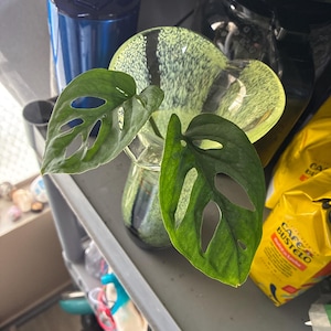 Lizz さんが購入した商品の写真を追加しました