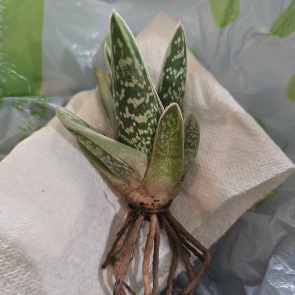 Fiercely Fabulous SPOTS! Mangave Starter Plant – Agave & Manfreda Hybrid 3" Wide