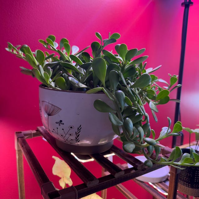 cute succulent pot Cute Fox Pot, Succulent Planter for Home Decor main image 1