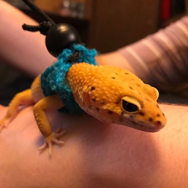 Leopard gecko leash sale