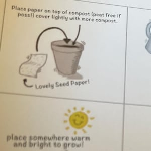 Blue Succulents Witchford Lithops Seeds, 100pcs/pack