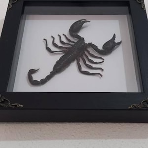 Gilbert added a photo of their purchase