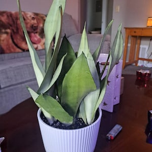 Joey added a photo of their purchase