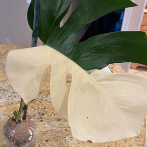 James added a photo of their purchase
