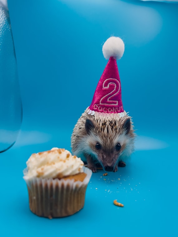 Customer photo of a pet with the First Birthday hat and matching tie or bow