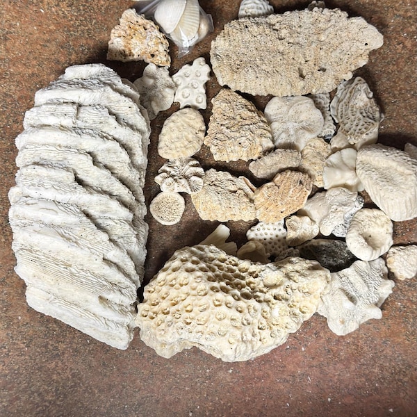 Coarl Rocks Fossil Coral Rocks 12 Pcs - Coastal Decor - Aquarium Decor - Coastal ...