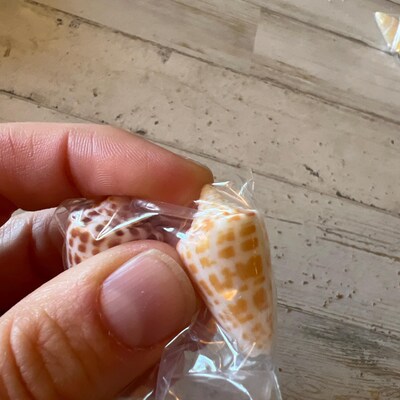 Kitten Paw Halves Florida Seashell Handpicked on Marco Island or