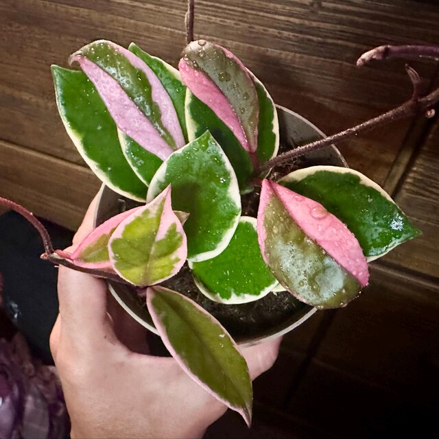 Hoya Flamingo Dream (Purple Pride): Pink Variegated Carnosa - 5