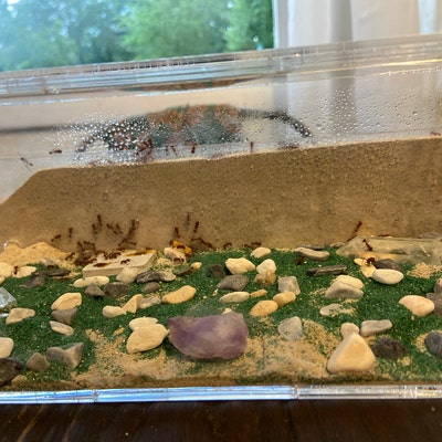 Sand Ant Farm Basc Anthll, Formcarum, Educatonal, Ants NO ANTS