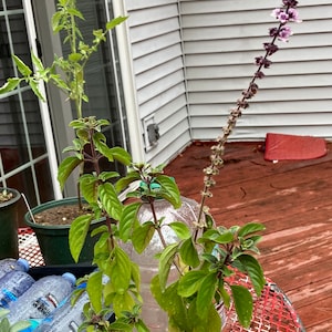 Corinne added a photo of their purchase