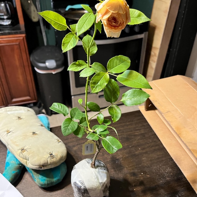Mystery Yellow Rose Plants. Cut Roses. Random Pick
