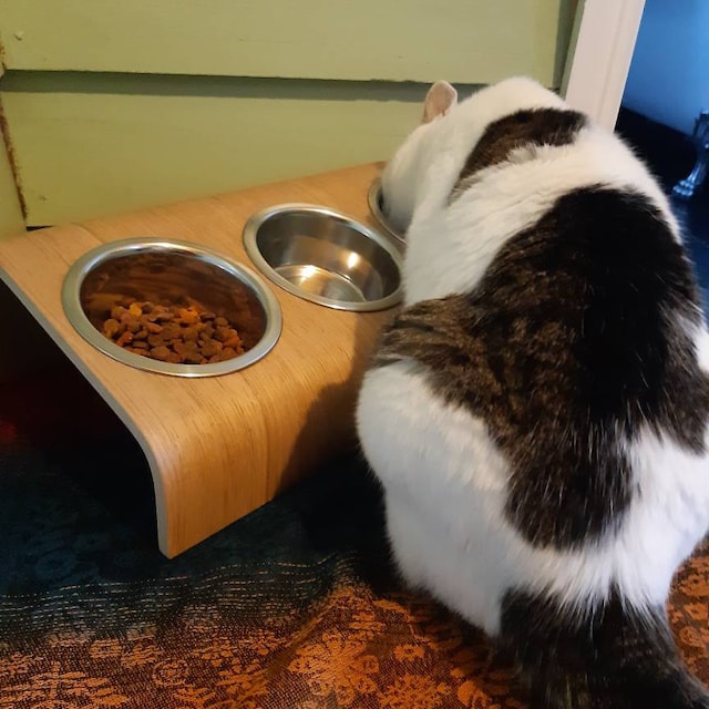Customer photo of Feeding Station