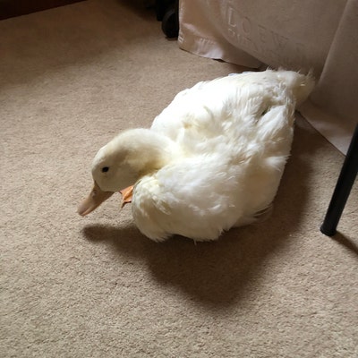 Duck Splint-customized to Your Size Needed SINGLE SPLINT - Etsy