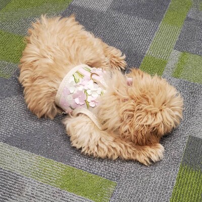 Annabelle Vest Hundegeschirr Pink Größe M – Bequem & Sicher Mit Klett Und Schnalle, Für Mittlere Hunde
