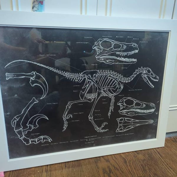 Anatomically Correct Raptor Velociraptor Skeleton Art Print: Hand-drawn Vintage Dinosaur Anatomical ...