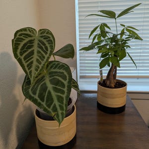 DeigoRedD added a photo of their purchase