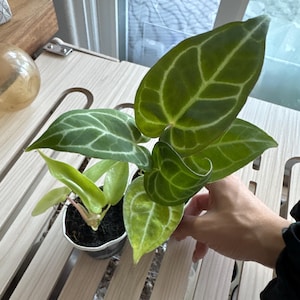 Vicky added a photo of their purchase