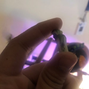 Eve adicionaram uma foto da sua compra