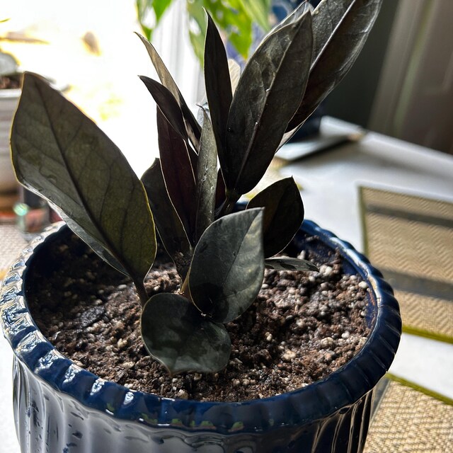 ZZ Black Queen - Easy Plant- Low Light Plant-zamioculcas