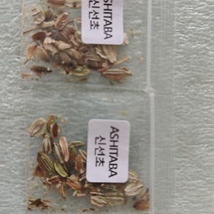 신선초 Seeds (20+) Ashitaba / Angelica Keiskei Seeds - Etsy