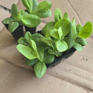 Criselda added a photo of their purchase