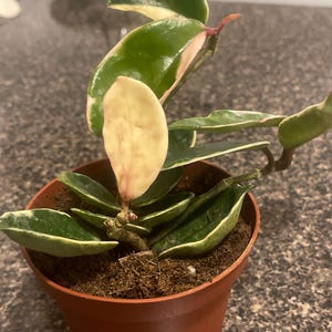 Erica added a photo of their purchase