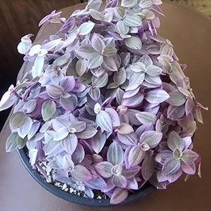 Xiamara added a photo of their purchase