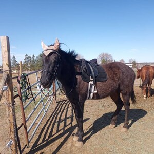 Hackamore Bitless Horse Bit English Western Cuir réglable (NOIR