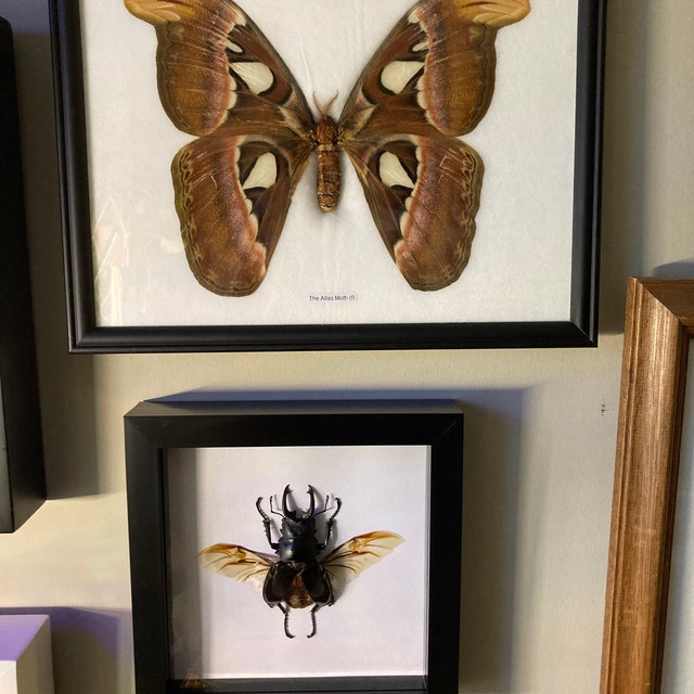 巨大アトラス蛾（Attacus atlas）額入り標本 8.5 x 10インチ - Etsy 日本