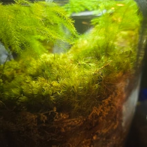 Mark ha añadido una foto de su compra