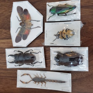 Assorted Bugs Insects Specimen Wholesale Mix Lot Bulk - Etsy