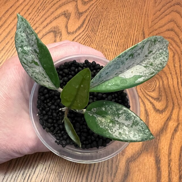 Hoya Wilbur Graves (China) UNROOTED Cutting - Etsy 日本