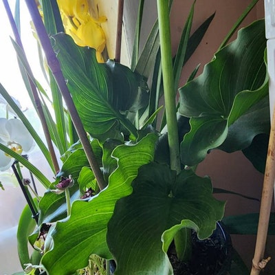 Giant Calla Lily zantedeschia 1 Feet Tall 1 Gallon Poy - Etsy
