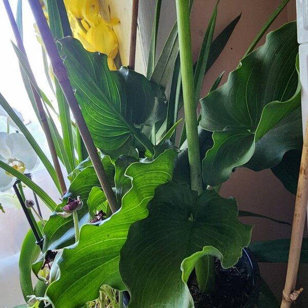 Giant Calla Lily (zantedeschia) 1 Feet Tall 1 Gallon Poy - Etsy